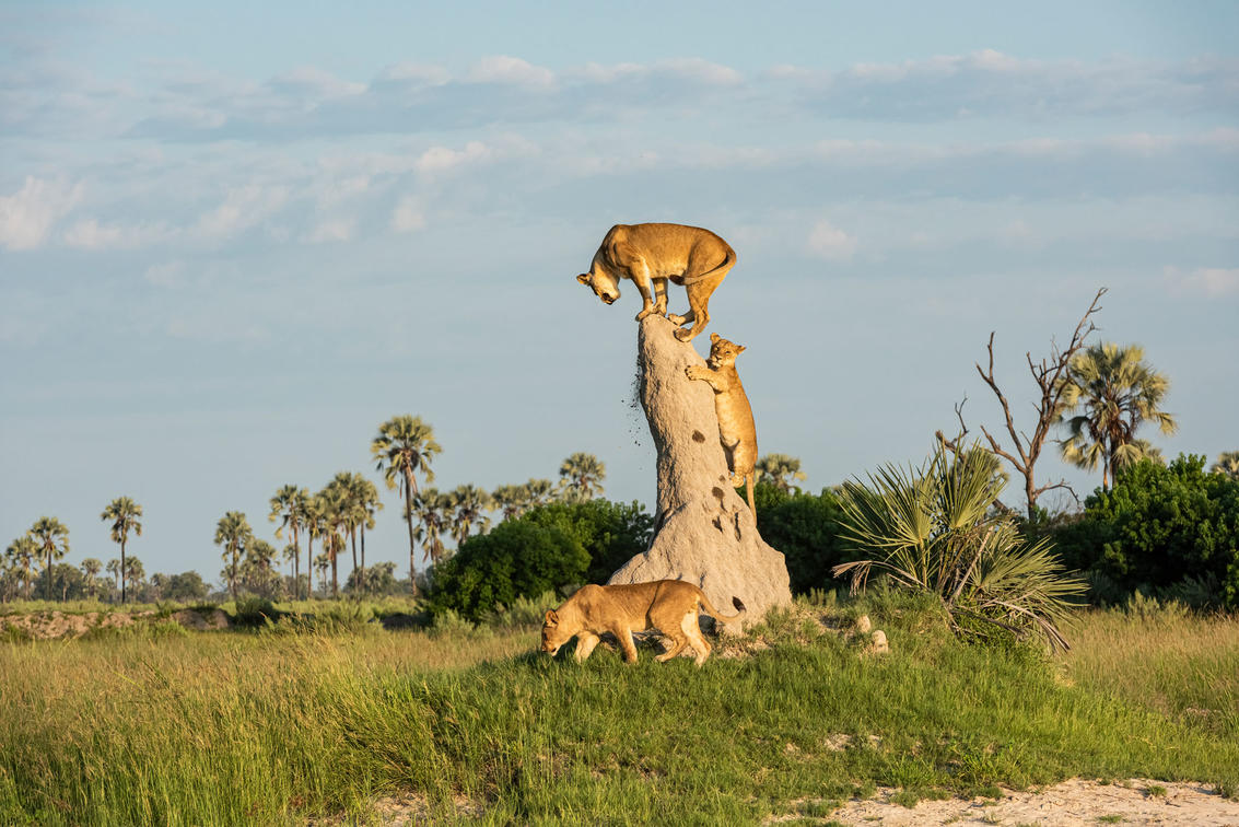 Female lions