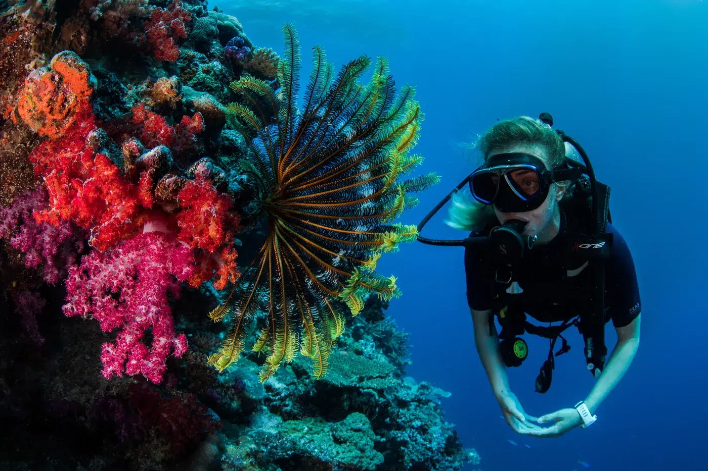 Fiji Diving