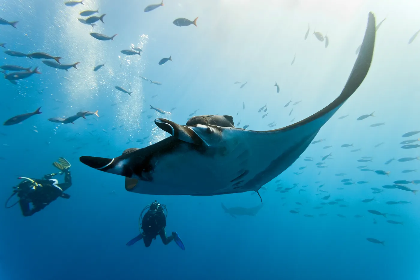 Manta Ray