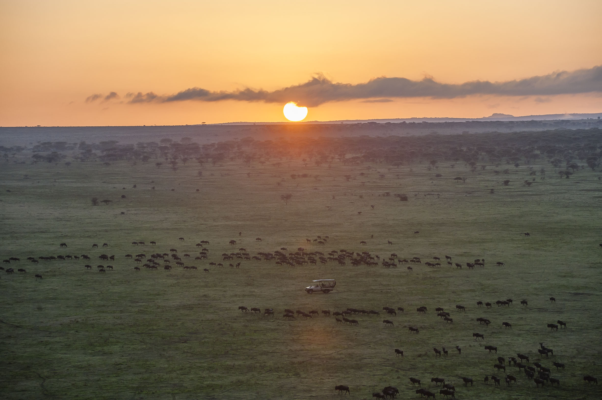 Songa Migrational Camp - wildebeest migration